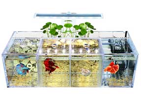 What is the Difference Between Maolin's Acrylic Fish Tank and Ordinary Fish Tank?